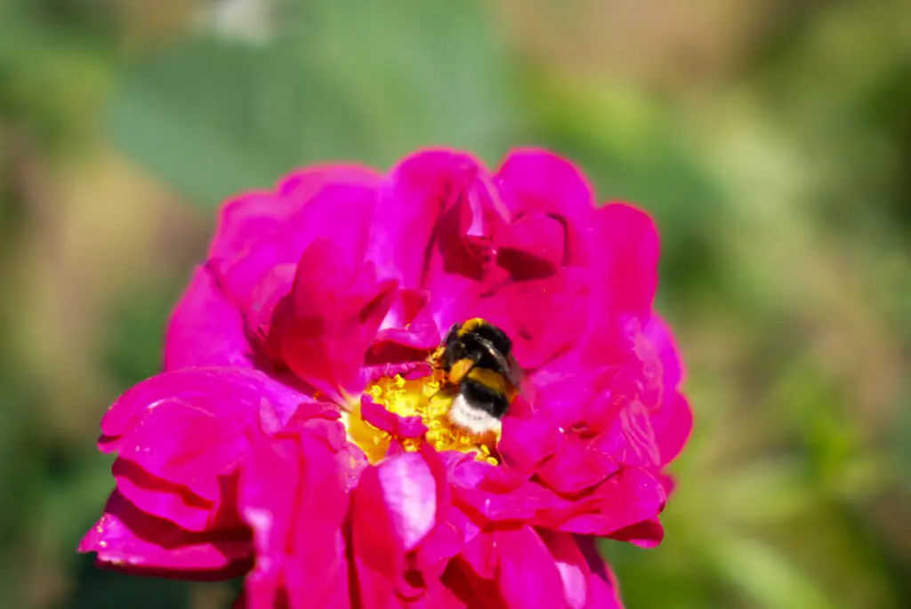 20250525 rozsakert 14